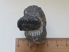 Fossilien trilobit gebraucht kaufen  Berlin