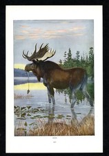 Moose 1916 louis for sale  Timberon