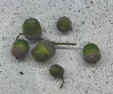 Acorn seeds old for sale  STOCKTON-ON-TEES