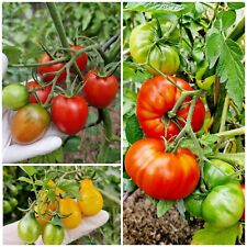 Tomatensamen set sorten gebraucht kaufen  Ennepetal
