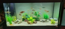 Fluval roma 200 for sale  UK