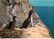 Animaux oiseaux oiseaux d'occasion  Fruges
