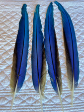 Belle grandes plumes d'occasion  Toulon-