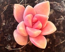 Graptosedum california sunset for sale  South Boston