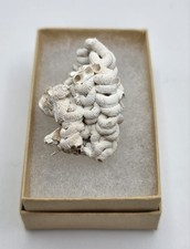 Rocas y minerales: Fossil Shell 3 segunda mano  Embacar hacia Mexico