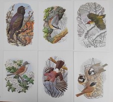 British birds prints for sale  BIRKENHEAD