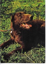 "German wirehaired Pointer Dog"  Modern Swiss photo poststcard 1970s comprar usado  Enviando para Brazil