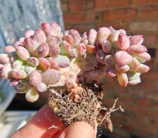 Echeveria pink jenny for sale  LONDON