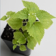 Organic stinging nettle for sale  Hartsdale