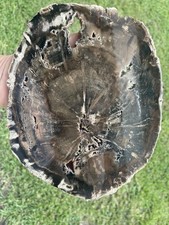 Petrified wood slab for sale  Rosharon