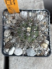 Echinocereus nigrispina mexica gebraucht kaufen  Titz