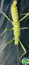 Spinohirasea extatosoma phylli d'occasion  France