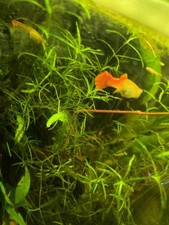 Guppy grass for sale  WARRINGTON