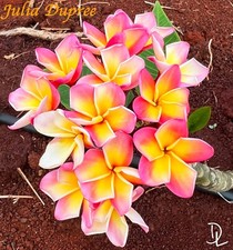 large garden plumeria for sale large garden plumeria for sale Haleiwa