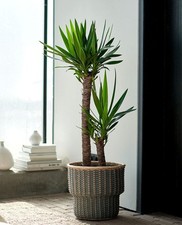 Pianta yucca vaso usato  Torre Canavese