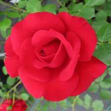 Climbing rose blooming for sale  PETERBOROUGH