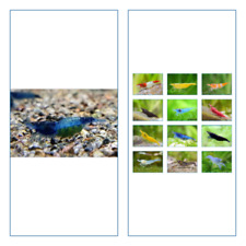Crevette blue rili d'occasion  Krautergersheim