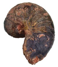 Lias cenoceras smithi gebraucht kaufen  Erlangen