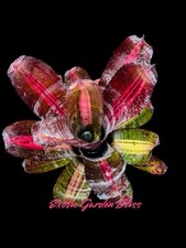 huge bromeliad for sale huge bromeliad for sale USA