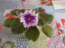 African violet potted for sale  KIRKNEWTON