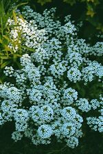 Alyssum carpet snow for sale  SALISBURY