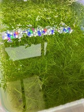 Sale guppy grass for sale  ILKESTON