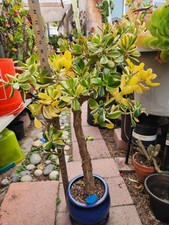 Bonsai jade variegated for sale  San Diego