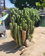 Thornless andean pachanoi for sale  Yucaipa