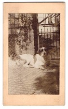 Fotografie großer Hund Lona liegt wachend am Eingangtor , usado comprar usado Fotografie großer Hund Lona liegt wachend am Eingangtor , usado comprar usado  Enviando para Brazil