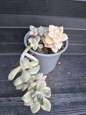 conservatory plants for sale conservatory plants for sale KILMARNOCK