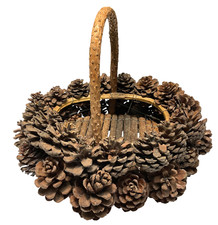 Twig pine cone for sale  Beaufort