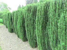 Ilex sky pencil for sale  USA
