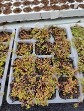 Babies tears soleirolia for sale  GLOUCESTER