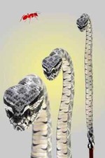 Diamondback cascavel madeira bengala de caminhada corpo inteiro, arte de bengala esculpida à mão madeira comprar usado  Enviando para Brazil