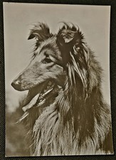 Hundepostkarte hunde hundepost gebraucht kaufen  Sondershausen