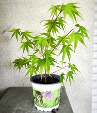 Erable japon acer d'occasion  Gien