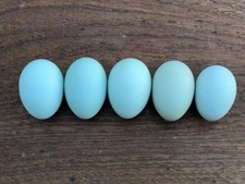 Uova fertili feconde usato  Venetico