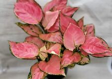 Aglaonema china red for sale  Reseda