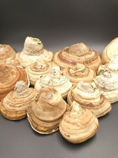 Zunderschwamm fomes fomentariu gebraucht kaufen  Neuruppin