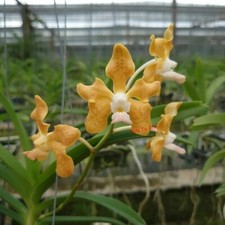 Orchid Orchidee Orquídea Vanda denisoniana Orange x tessellata var. alba (22 Pr) na sprzedaż  PL