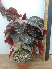 Begonia cracklin rosie for sale  Lexington
