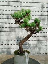 Bonsai pinus pentaphylla gebraucht kaufen Bonsai pinus pentaphylla gebraucht kaufen  Augsburg