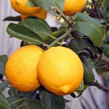 Citrus meyeri greffé d'occasion  Pouzauges