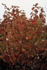 Roter hartriegel cornus gebraucht kaufen  Düsseldorf