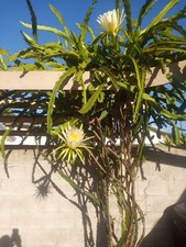 red dragon white fruits for sale red dragon white fruits for sale Riverside
