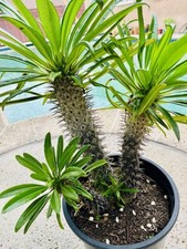 Madagascar palm plant for sale  Covina
