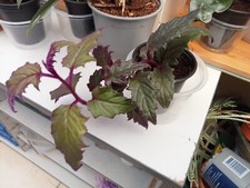 Rare gynura aurantiaca for sale  BEXHILL-ON-SEA