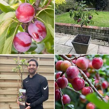 Plum tree plant for sale  LEICESTER