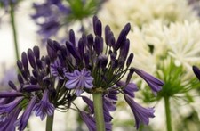 Agapanthus black pantha for sale  STOKE-ON-TRENT