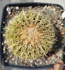 Echinocactus grusonii brevispi usato  Paterno